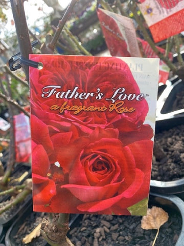 ROSE FATHER'S LOVE™ BARE ROOT