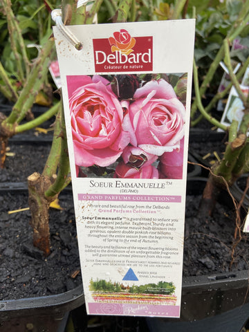 ROSA SOEUR EMMANUELLE BARE ROOT 
