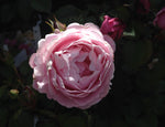 ROSA SOEUR EMMANUELLE BARE ROOT 