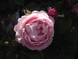 ROSA SOEUR EMMANUELLE BARE ROOT 