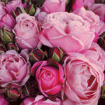 ROSA SOEUR EMMANUELLE BARE ROOT 