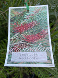 GREVILLEA RED HOOKS 25CM