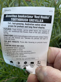 GREVILLEA RED HOOKS 25CM