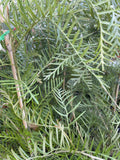 GREVILLEA RED HOOKS 25CM