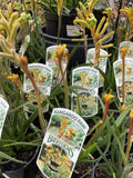 ANIGOZANTHOS BUSH TENACITY 14CM