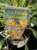 GAZANIA DAYBREAK YELLOW 14CM