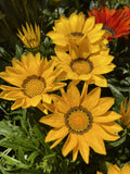 GAZANIA DAYBREAK YELLOW 14CM