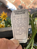 GAZANIA DAYBREAK YELLOW 14CM