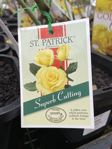 ROSA ST PATRICK BARE ROOT 