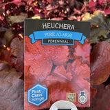 HEUCHERA FIRE ALARM 14CM