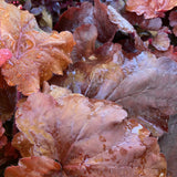 HEUCHERA FIRE ALARM 14CM