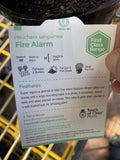 HEUCHERA FIRE ALARM 14CM