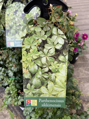 PARTHENOCISSUS SIKKIMENSIS 14CM