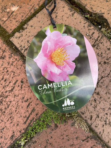 CAMELLIA EDNA BUTLER 20CM