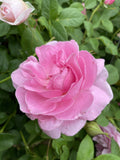 ROSE STANDARD DAVID AUSTIN MARY ROSE 3FT BARE ROOT 