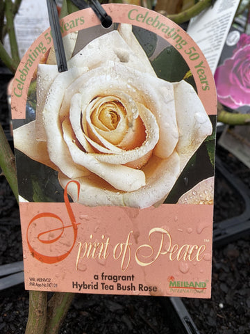 ROSA STANDARD SPIRIT OF PEACE 3FT BARE ROOT