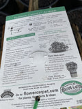 ROSA STANDARD FLOWER CARPET AMBER 2FT BARE ROOT 