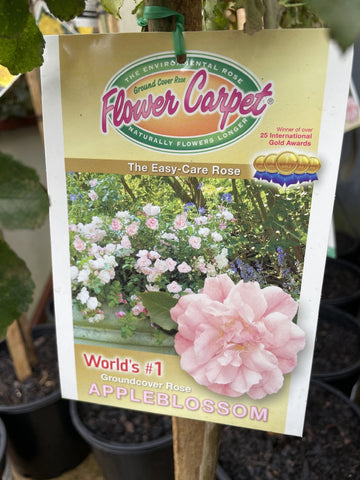 ROSA STANDARD FLOWER CARPET APPLE BLOSSOM 2FT BARE ROOT 