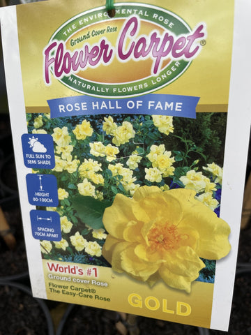 ROSA STANDARD FLOWER CARPET GOLD 2FT BARE ROOT 