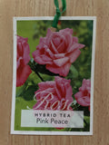 ROSE PINK PEACE BARE ROOT