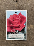 ROSE PRECIOUS PLATINUM BARE ROOT