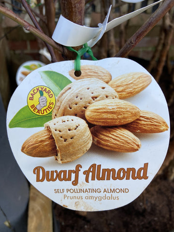 ALMOND SELF POLLINATING DWARF BARE ROOT 