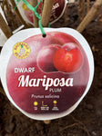 PLUM DWARF MARIPOSA BARE ROOT 
