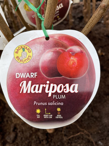 PLUM DWARF MARIPOSA BARE ROOT 