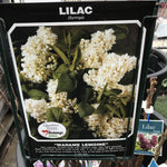 SYRINGA LILAC MADAME LEMOINE BARE ROOT 