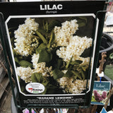SYRINGA LILAC MADAME LEMOINE BARE ROOT 