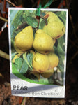 PEAR WILLIAMS BARE ROOT