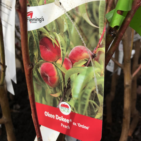 PEACH OKEE DOKEE CV. ORCINO BARE ROOT