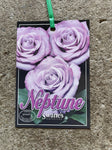 ROSA NEPTUNE BARE ROOT