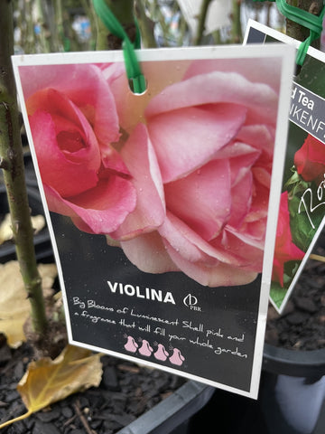 ROSA VIOLINA BARE ROOT