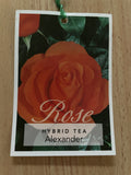 ROSE ALEXANDER BARE ROOT