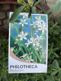 PHILOTHECA PROFUSION 20CM