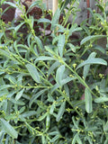 PHILOTHECA PROFUSION 20CM