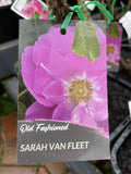 ROSE SARAH VAN FLEET BARE ROOT