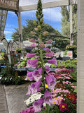 DIGITALIS DALMATION ROSE 20CM