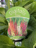 DIGITALIS DALMATION WHITE 20CM