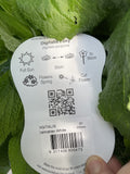 DIGITALIS DALMATION WHITE 20CM