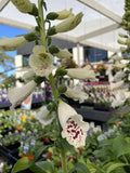 DIGITALIS DALMATION WHITE 20CM