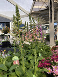 DIGITALIS DALMATION WHITE 20CM