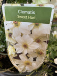 CLEMATIS SWEET HART 20CM