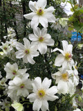 CLEMATIS SWEET HART 20CM