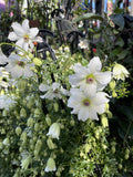 CLEMATIS SWEET HART 20CM