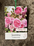 ROSE CLIMBING JASMINA BARE ROOT