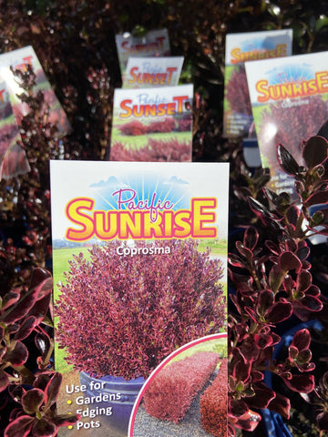 COPROSMA PACIFIC SUNRISE 14CM