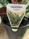 CALATHEA INSIGNIS 18CM