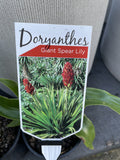 DORYANTHES PALMERI 14CM